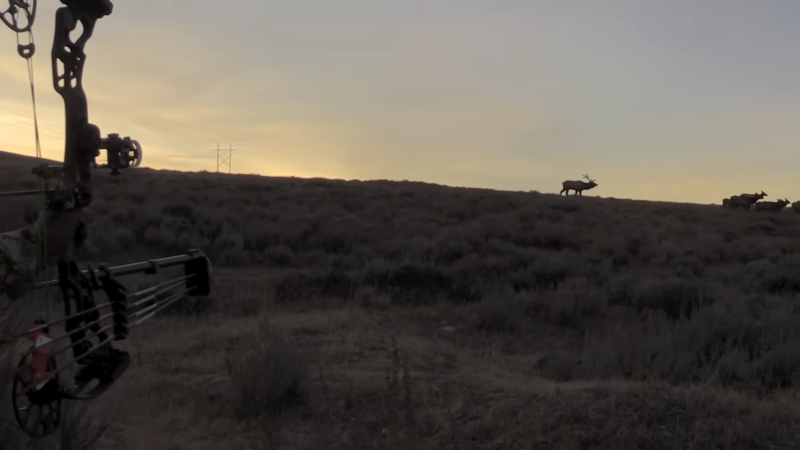 A Person Aiming a Compound Bow at A Group of Elk in The Distance During Sunset