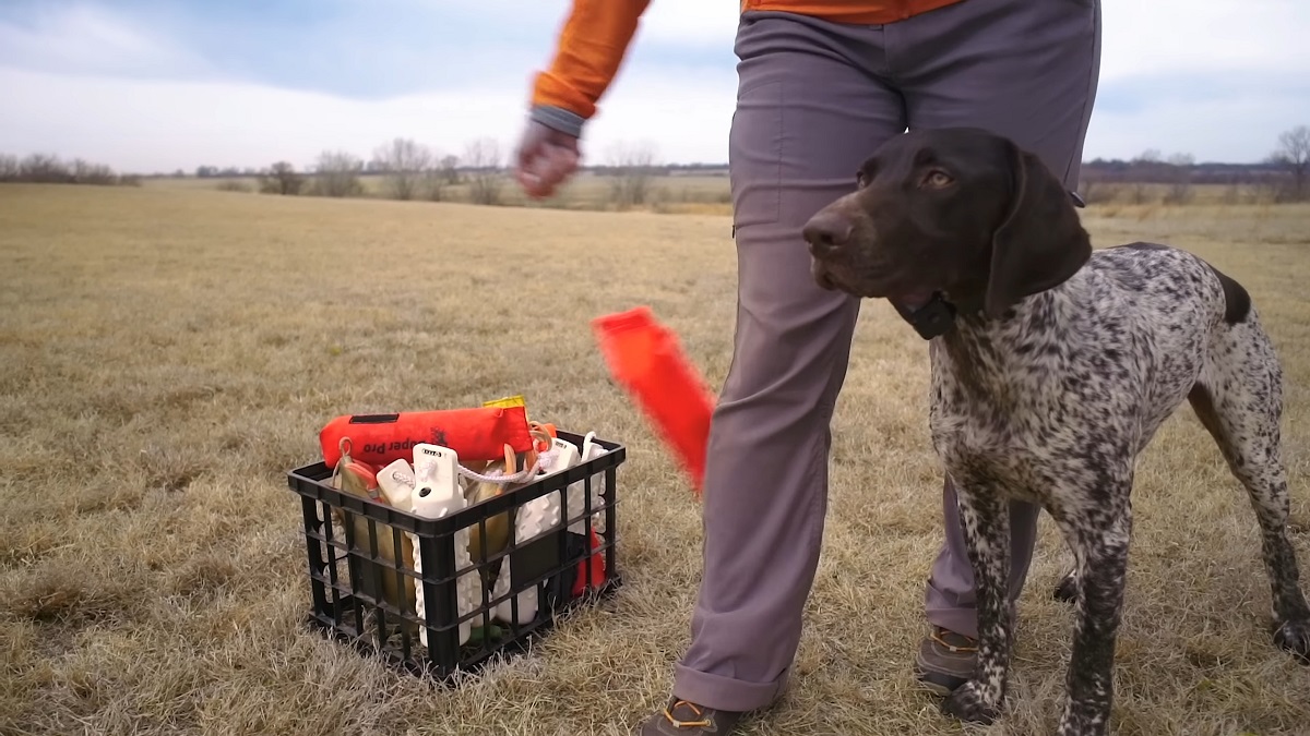 Hunting brid dog German Shorthaired Pointer 