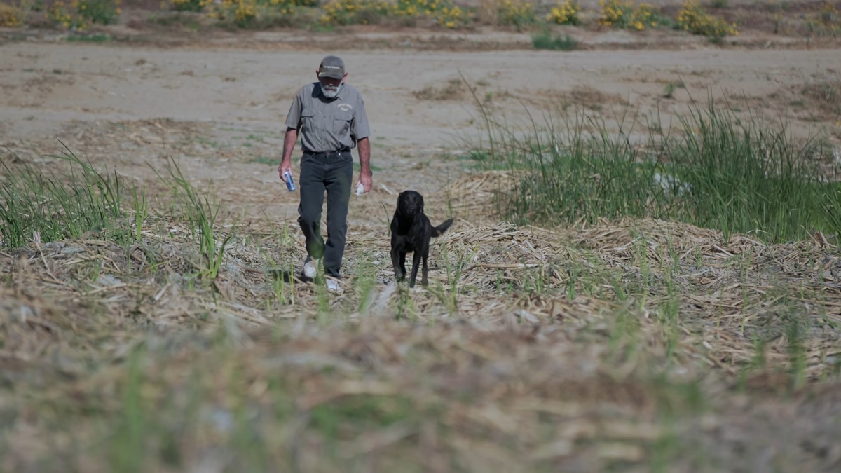 Labrador Retriever training process