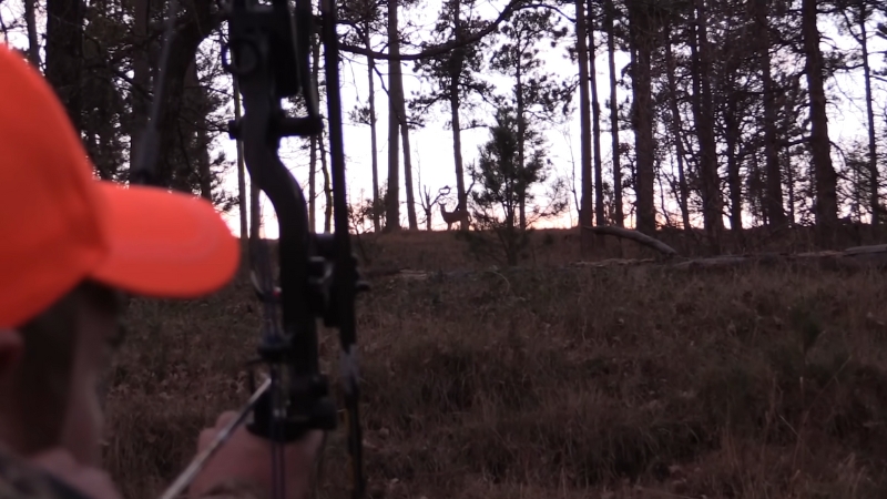 A Hunter Aiming a Compound Bow at A Deer in The Distance During Sunset