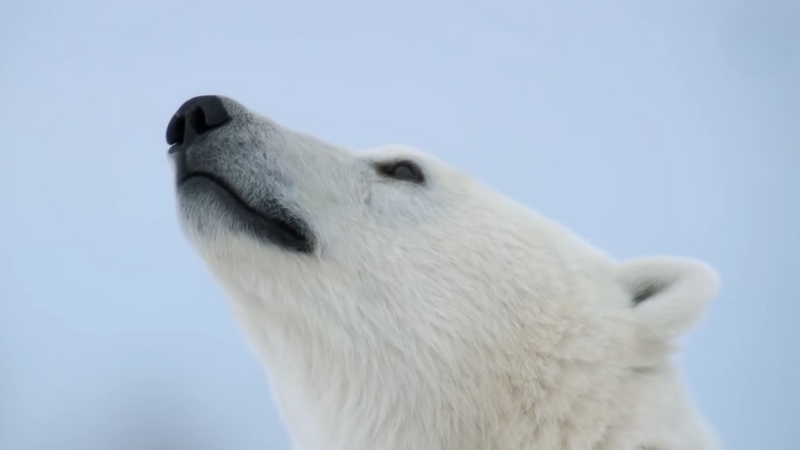 A Close-Up of A Polar Bear's Face as It Looks Upward