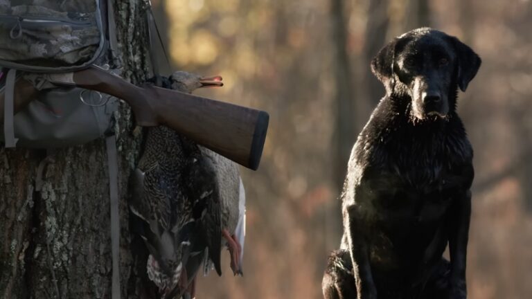 A Black Labrador Sits by A Tree with A Rifle and Ducks, Showing a Hunting Dog’s Sense of Smell