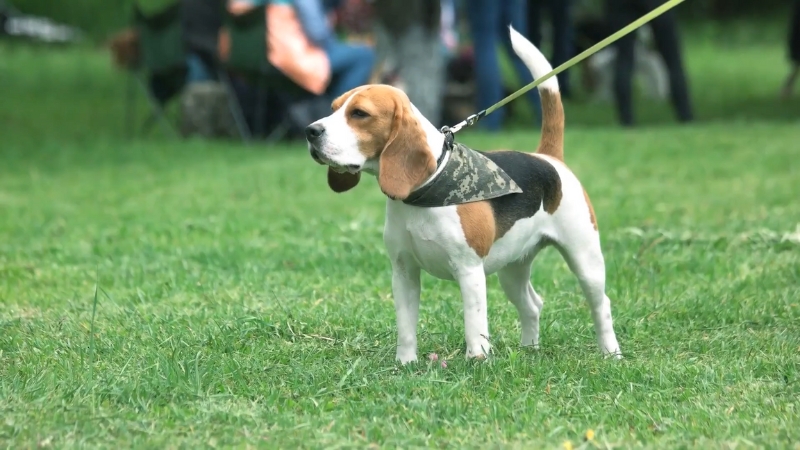 A Beagle in A Camo Bandana Stands on A Leash During Scent Training