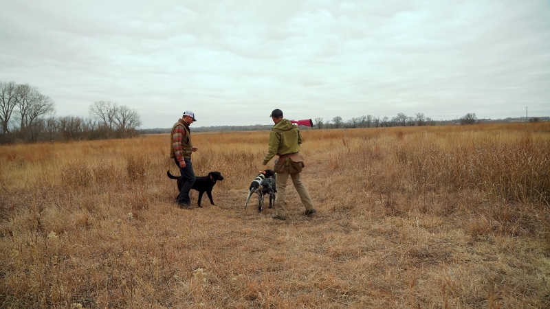 Two Hunters Walking in A Field with Their Dogs, Preparing for A Hunt