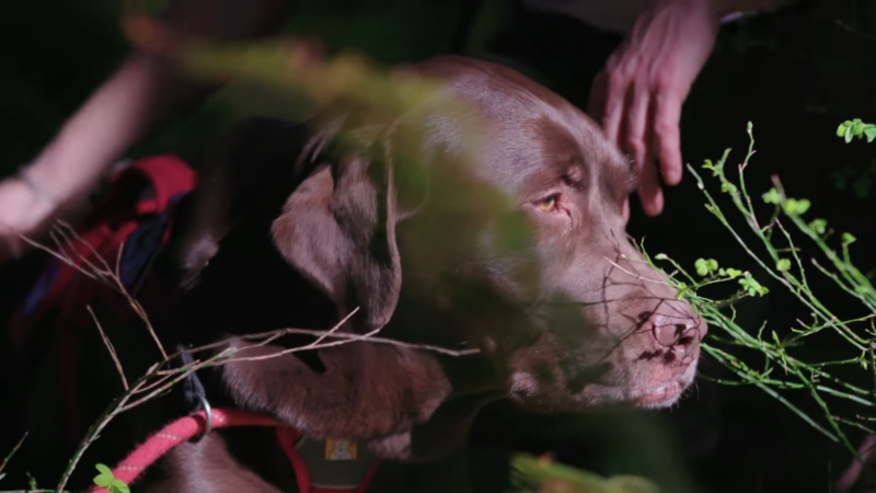 A Chocolate Labrador in A Harness Sniffs Plants While a Person Reaches out Nearby