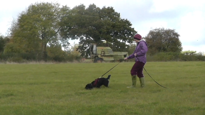 A Person Walking with A Tracking Dog in A Grassy Field, Guiding It on A Scent Trail