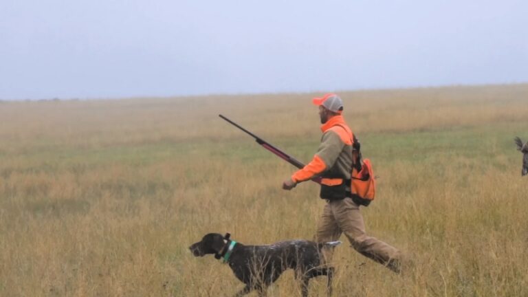 A Hunter Walking Through a Field with A Tracking Dog, Comparing Tracking vs. Flushing Dogs for Hunting