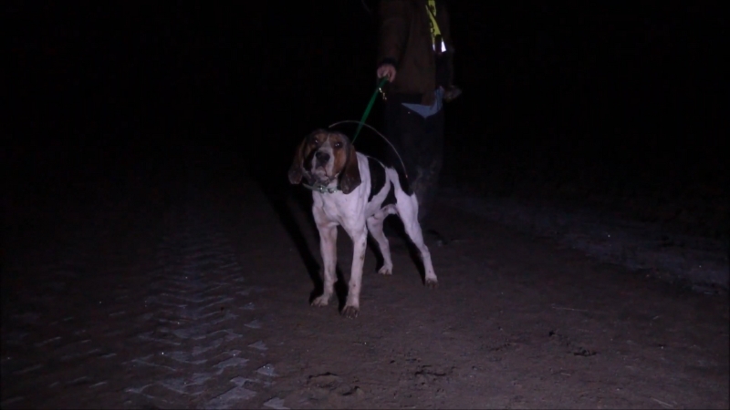 A Treeing Walker Coonhound Standing on A Dirt Path at Night, with A Person Holding Its Leash