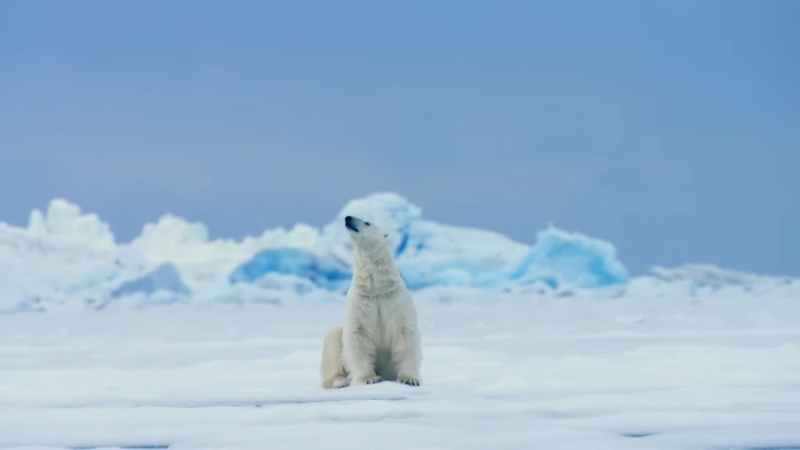 A Polar Bear Sits on The Icy Arctic Landscape